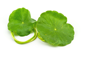 Green Asiatic Pennywort (Centella asiatica ) on white background