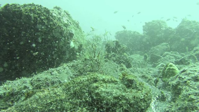 Close up of a reef stonefish off the coast of Cape Verde