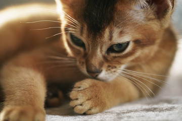 Purebred sleepy abyssinian kitten resting