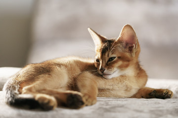 Fototapeta na wymiar Purebred sleepy abyssinian kitten resting on sofa