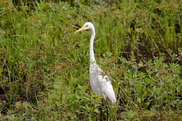 egret looking for food