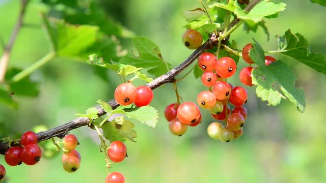 branch red currant in the garden on a sunny day