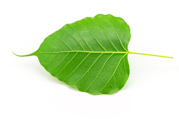 Sacred fig leaf (Ficus religiosa L. , Pipal Tree, Bohhi Tree on white background