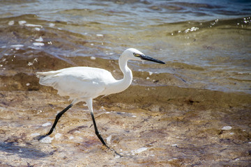 Mexican heron bird at the beach del carmen in yucatan 2