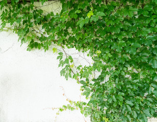 green ivy on old grunge antique paper texture