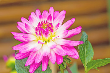 Fototapeta premium Pink Dhalia flower in the summer garden on natural light