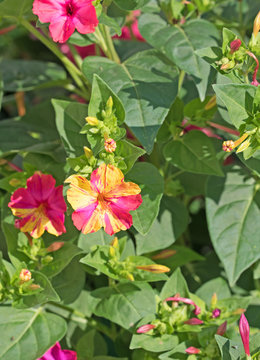 Wunderblume, Mirabilis jalapa