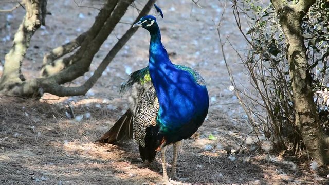 peacock in the park