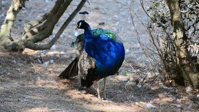 peacock in the park
