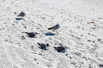 Terns Resting in Sand
