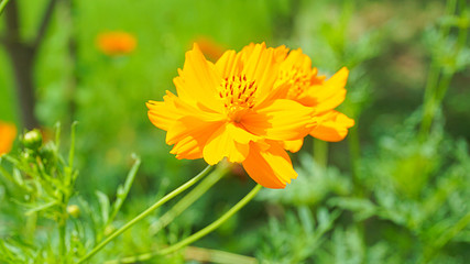 Beautiful yellow flower (Cosmos)