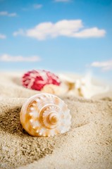 Few shells on the golden beach. Blue sky in background