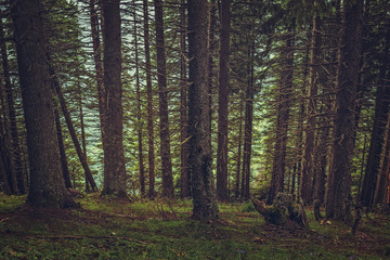 Fototapeta na wymiar Steep slope in a quiet shady spruce forest.