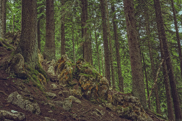 Moss on big rocks in a green thick fir tree forest.