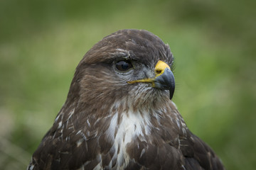 Naklejka premium Buzzard