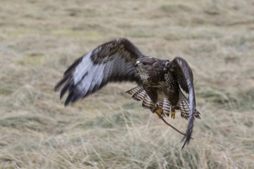 Buzzard in flight