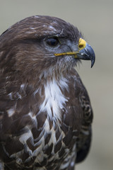 Fototapeta premium Buzzard portrait