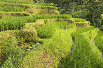 Jatiluwih Rice Terraces in Bali, Indonesia