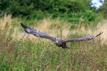 buzzard