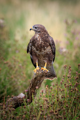 buzzard