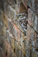 Little Owl