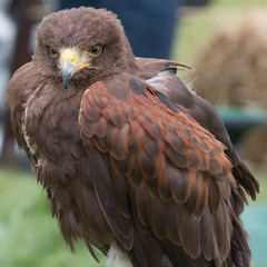 Harris Hawk