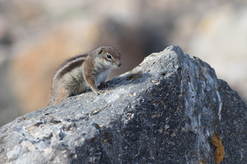 Naklejka na ściany i meble Barbary ground squirrel (atlantoxerus getulus)