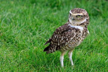 Burrowing owl (Athene cunicularia)