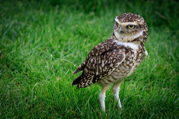 Burrowing owl (Athene cunicularia)