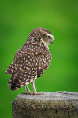 Burrowing owl (Athene cunicularia)