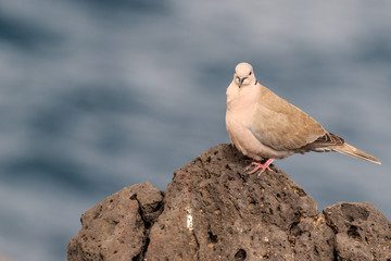 Collared Dove (Streptopelia decaocto)