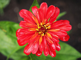 Zinnias flower macro