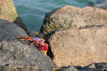 Red Sally Lightfoot crab