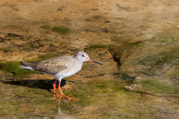 redshank (Tringa totanus)