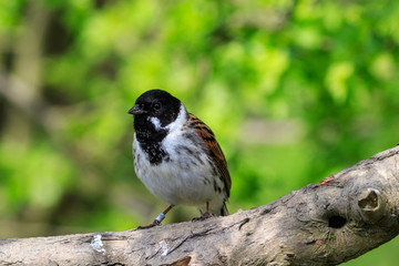 Reed Bunting
