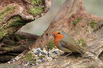 Robin (Erithacus rubecula)