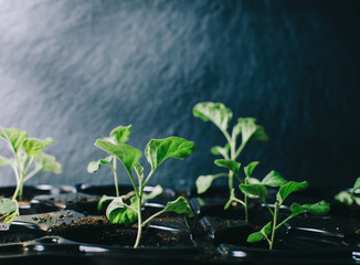 Green Plants In Room