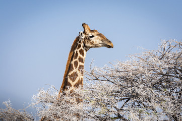 Head of a Giraphe eating from a tree in the Etosha National Park in Namibia, Africa; Concept for travel in Africa and Safari