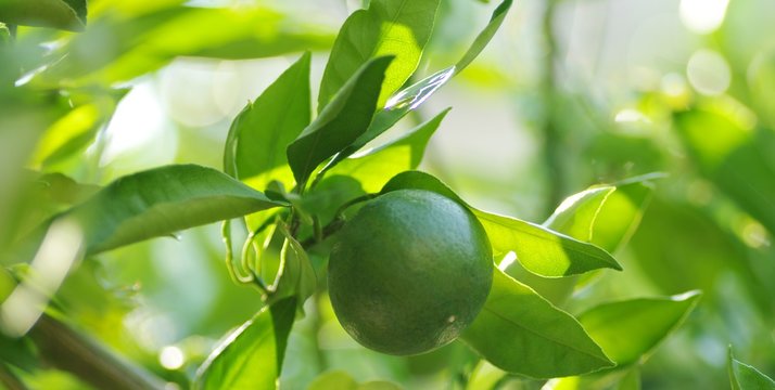 Gr&uuml;ne Mandarine am Baum
