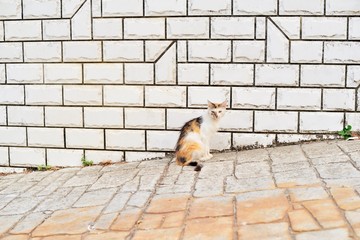 Greek cats. The feline friends are all over Greece just waiting to snap up a tid-bit under the taverna table or find a shady spot to snooze all day...its a cat's life...
