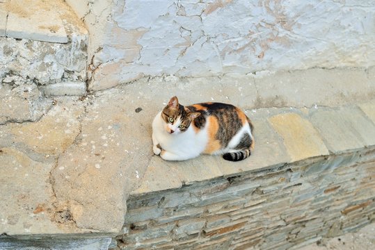 Greek cats. The feline friends are all over Greece just waiting to snap up a tid-bit under the taverna table or find a shady spot to snooze all day...its a cat's life...