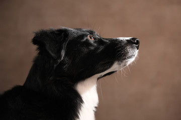 Australian Shepherd im Studio