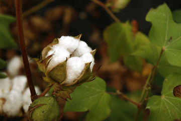 Cotton flowers growing on the field.