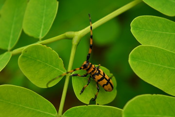 Beetles long antennae walking on a green leaf.