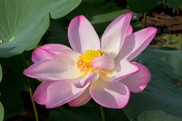 lotus flower inside the big lagoon must go by boat