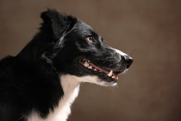 Australian Shepherd im Studio