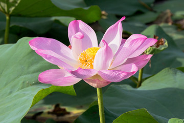 Obraz premium lotus flower inside the big lagoon must go by boat