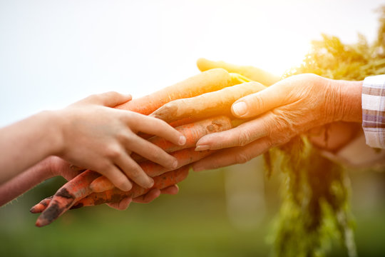 Close Up Of Farmers Hands With Carrots