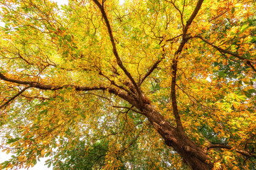 Fototapeta premium Goldig herbstliche Blattfärbung einer Baumkrone