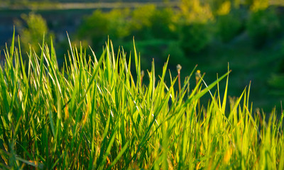 juicy green grass in sunlight